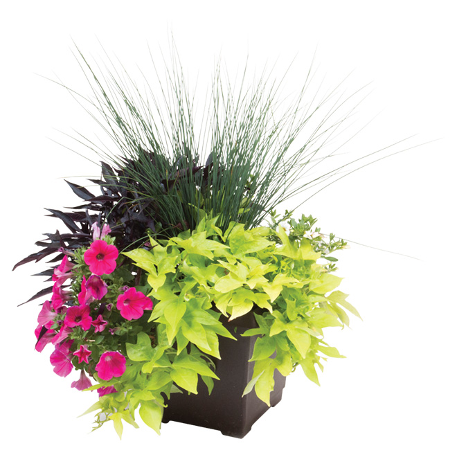 Plante annuelle, pot de 10"