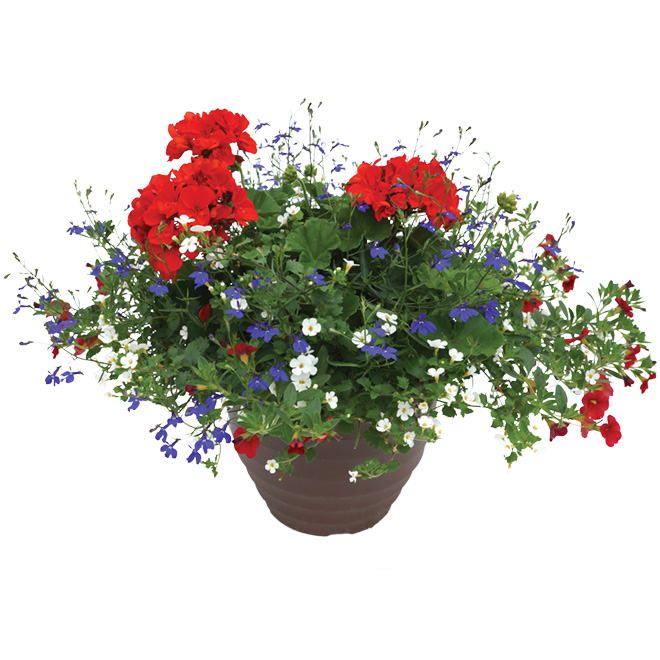 Plante annuelle, pot de 10"