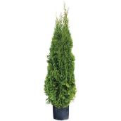 Cedar in 7-gal Pot -  4-ft to 5-ft