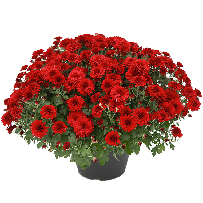 Mum♡ Fall Mum - 10-in Planter - Assorted Colours LFM10 | RONA