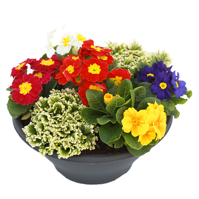 Devry Greenhouse Assorted Primula Bowl 12 Pot Pb12 Rona 7646