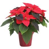 Devry Greenhouse 6-in Poinsettia Red