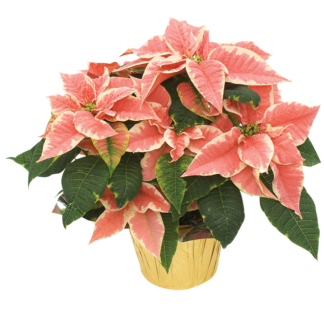 Devry Greenhouse 6-in Poinsettia Assorted