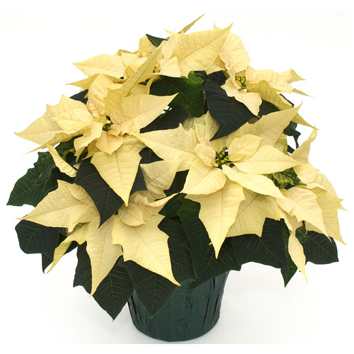 Devry Greenhouse 6-in Poinsettia Assorted