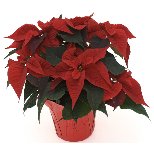 Devry Greenhouse 6-in Poinsettia Assorted