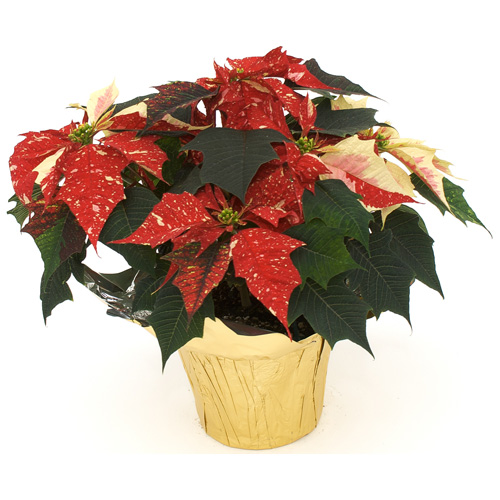 Devry Greenhouse 6-in Poinsettia Assorted