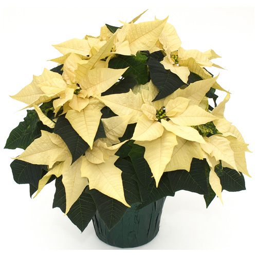 Devry Greenhouse 6-in Poinsettia Assorted