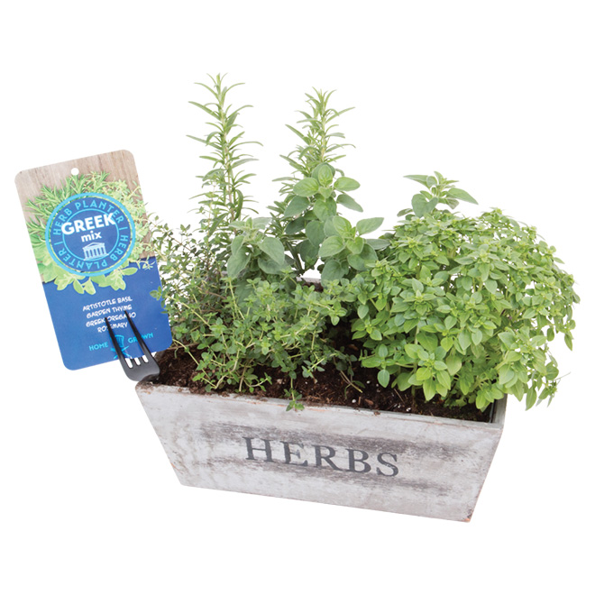 Fines herbes assorties, pot rétro de 15 po