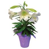 Lys de Pâques, pot de 6 po
