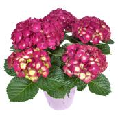 Devry Greenhouse Premium Variety Hydrangea - 6.5-in - Assorted Colours - Long Lasting Bloom