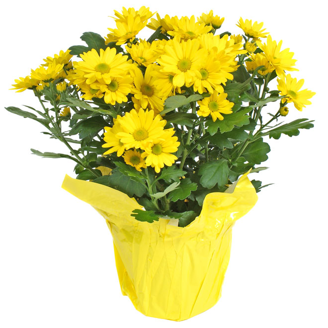 Spring Chrysanthemums in 6-in Pot - Assorted Colours