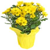 Spring Chrysanthemums in 6-in Pot - Assorted Colours