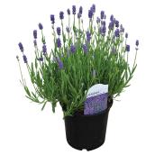 Lavande Anouk Devry Greenhouse, pot de 5 po