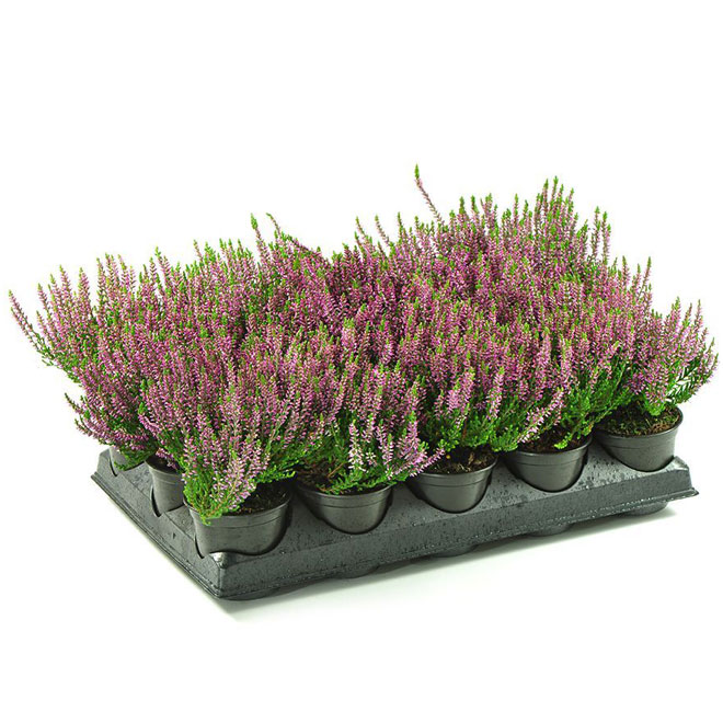 Erica Shrub - 5-in - Assorted