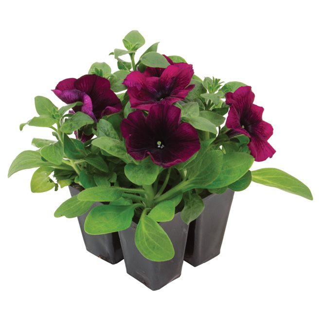 Devry Greenhouse Assorted Annuals Tray Of 4 Plants Various Colours Pka4 Rona 5045