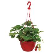 Assorted Strawberry Hanging Basket - 11-in