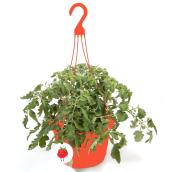 Plant de tomates en panier suspendu, 11 po, assorti