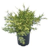 Juniperus Shrub - 1-gal. - Assorted