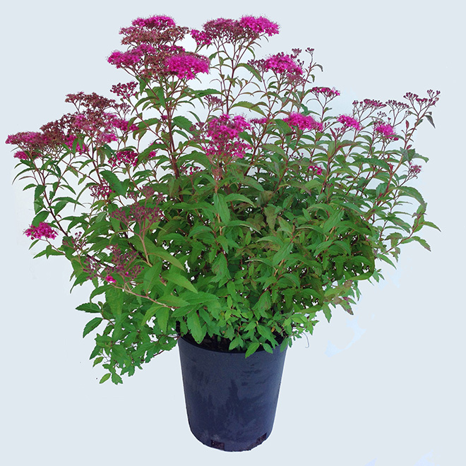 DEVRY GREENHOUSE Spirea - 1-gal. Pot - Assorted Colours DNSP1G | RONA