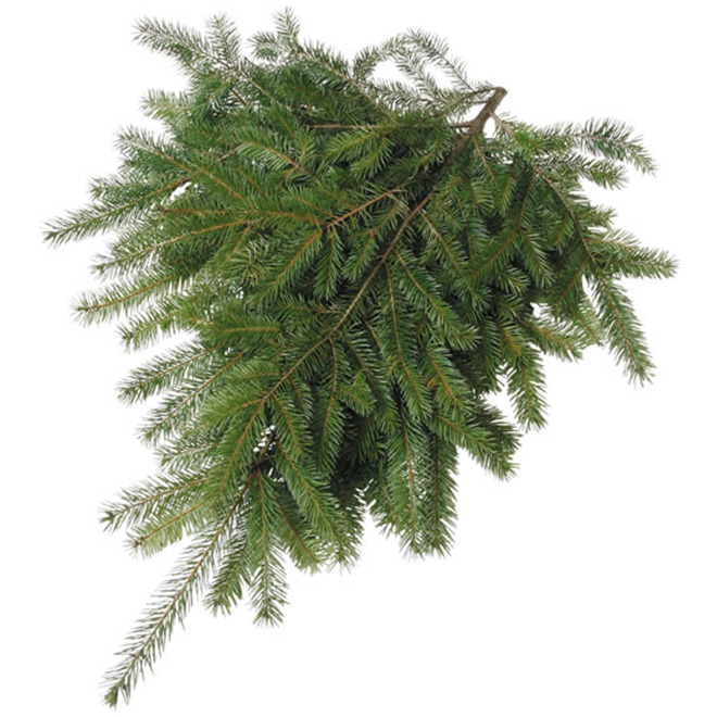 Devry Greenhouse - Natural Noble Fir Branches - 2 lb - Green LG2NFB | RONA