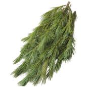 Devry Greenhouse - Natural Princess Pine Branches - 2 lb - Green