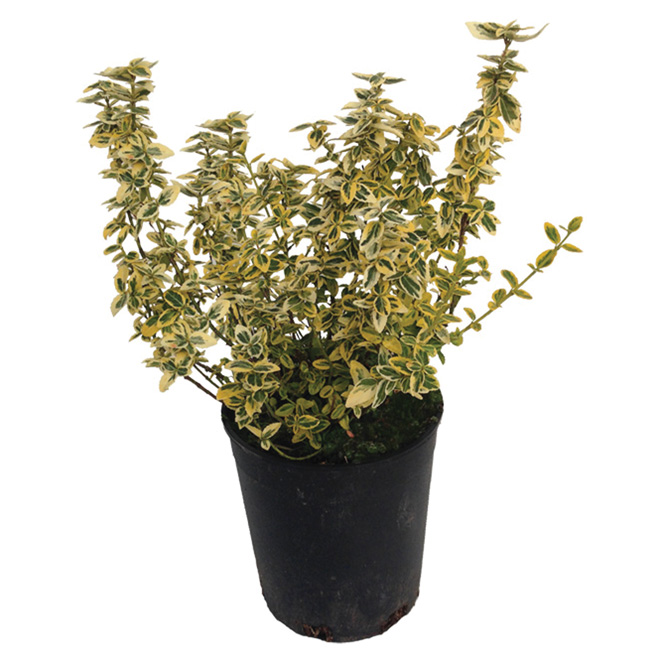 Euonymus - 1-gal. Pot - Assorted