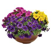 Arrangement de fleurs annuelles assorties, 12 po