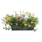 Annual Flowers Balcony Planter  - 24-in - Assorted Colours