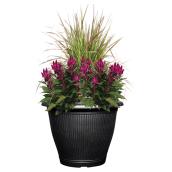 Assorted Celosia Planter - 12-in