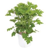 Scented Citronella Geranium - 1-Gallon
