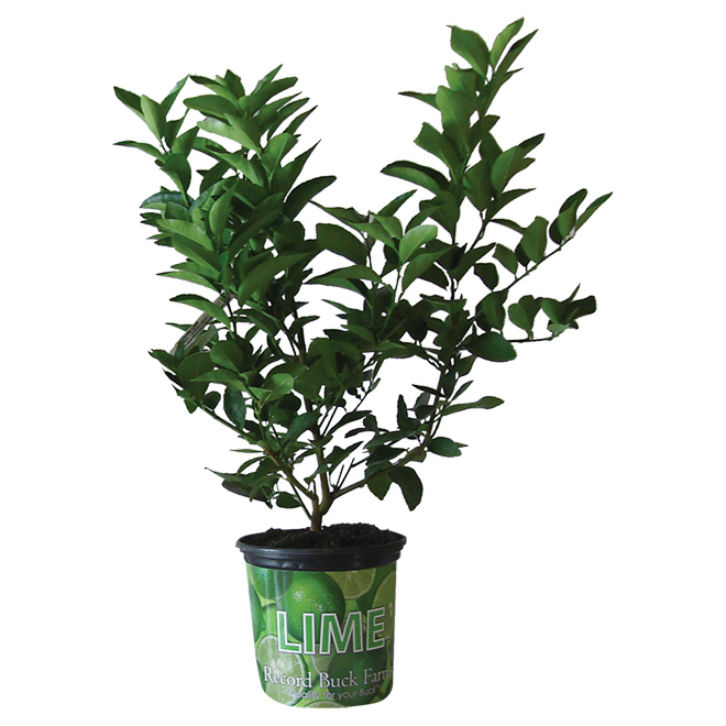 Citrus Plant - 1-gal. Grower Pot - Assorted CIT1 | RONA