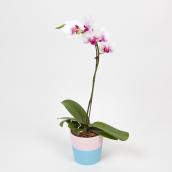 Orchid in 4-in Ceramic Pot - Assorted