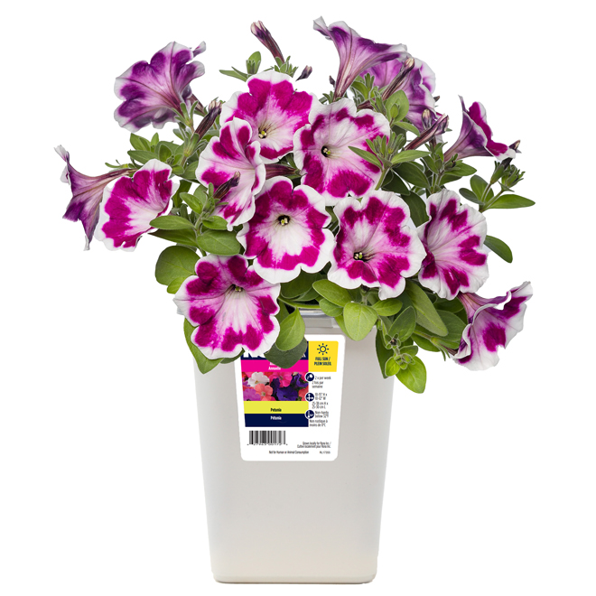 Petunia - 4.7-in Grower Pot - Assorted Colours