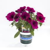 Petunia - 4.7-in Grower Pot - Assorted Colours