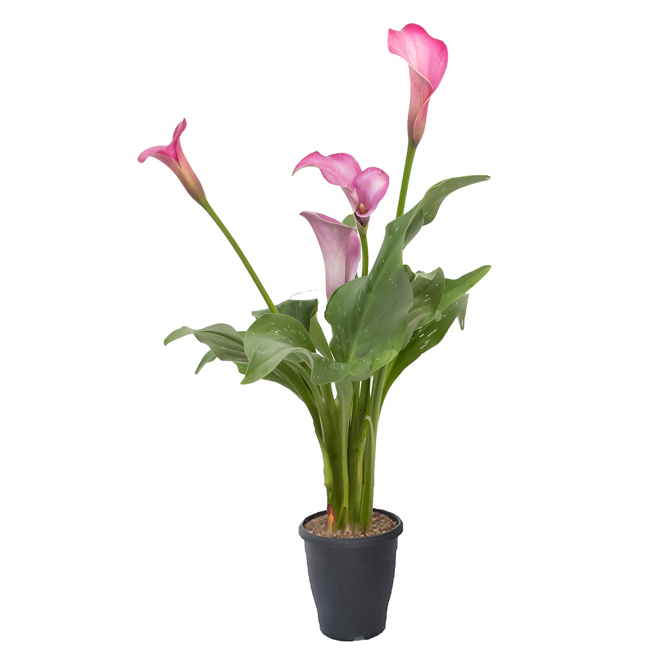 Devry Greenhouse Assorted Calla Lilies in 10-in Pot