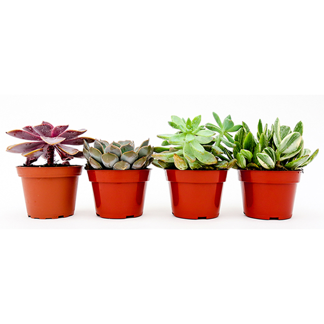 Devry Greenhouse Succulent Plant In 4 In Pot Assorted Su4 Rona 5252