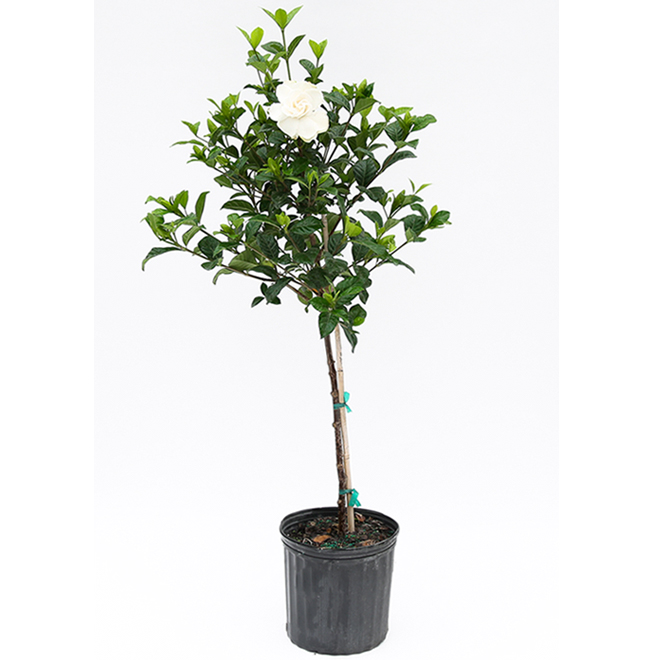 Devry Greenhouse Standard Gardenia - 10-in Grower Pot