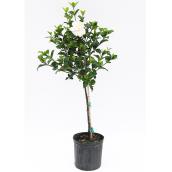 Devry Greenhouse Standard Gardenia - 10-in Grower Pot
