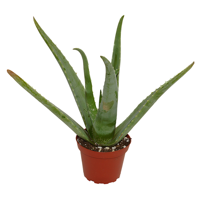 Devry Greenhouse Aloe Vera - 4-in Grower Pot