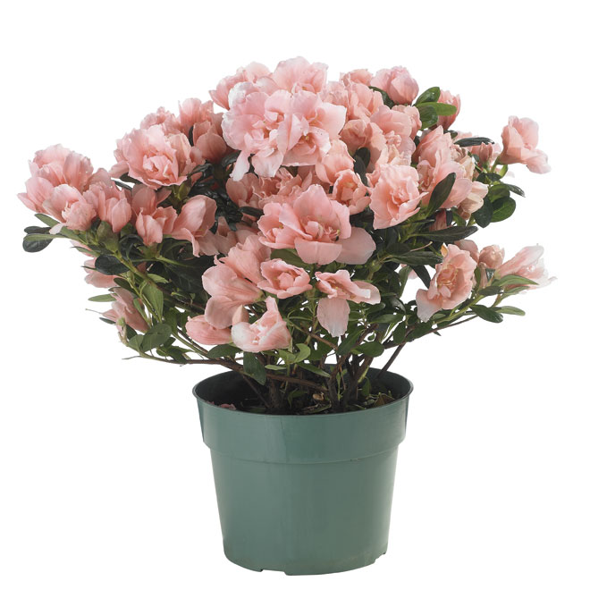 DEVRY GREENHOUSE Azalées en pot de 6 po, couleurs assorties AZA6 | RONA