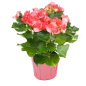 Begonia in 6-in Pot - Assorted Colours