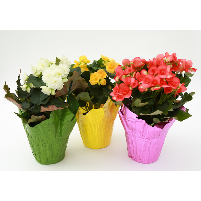 DEVRY GREENHOUSE Begonia in 6-in Pot - Assorted Colours LI6RBG | RONA