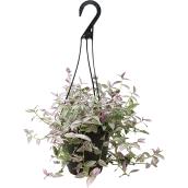 Devry Greenhouse Assorted Miniature Phalaenopsis Orchids
