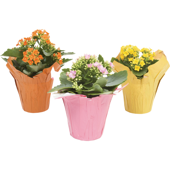 Devry Greenhouse - Kalanchoe - 4-in - Assorted Colours