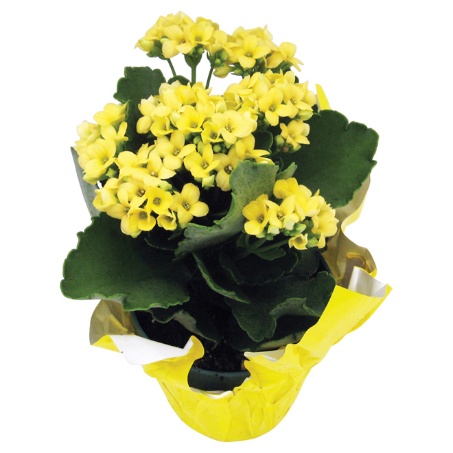 Devry Greenhouse - Kalanchoe - 4-in - Assorted Colours