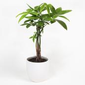 Devry Greenhouse Pachira Aquatica in a 5-in Decorative Pot