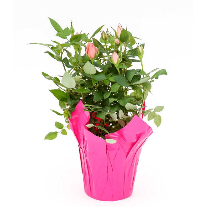 Miniature Roses in 6-in Pot - Assorted Colours