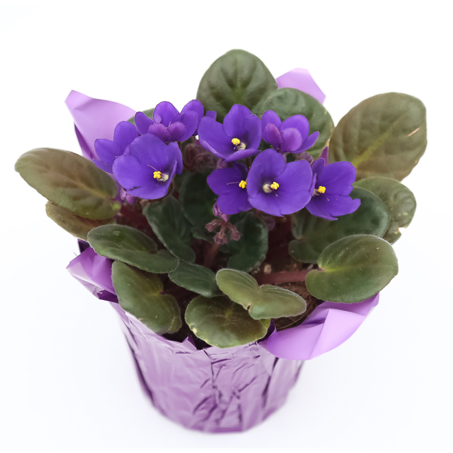 DEVRY GREENHOUSE Violette africaine en pot de 4 po, assorti AV4