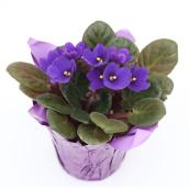 African Violet in 4-in Pot - Assorted Colours