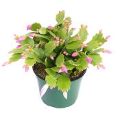 Devry Greenhouse 6-in Zugocactus Indoor Pot Assorted